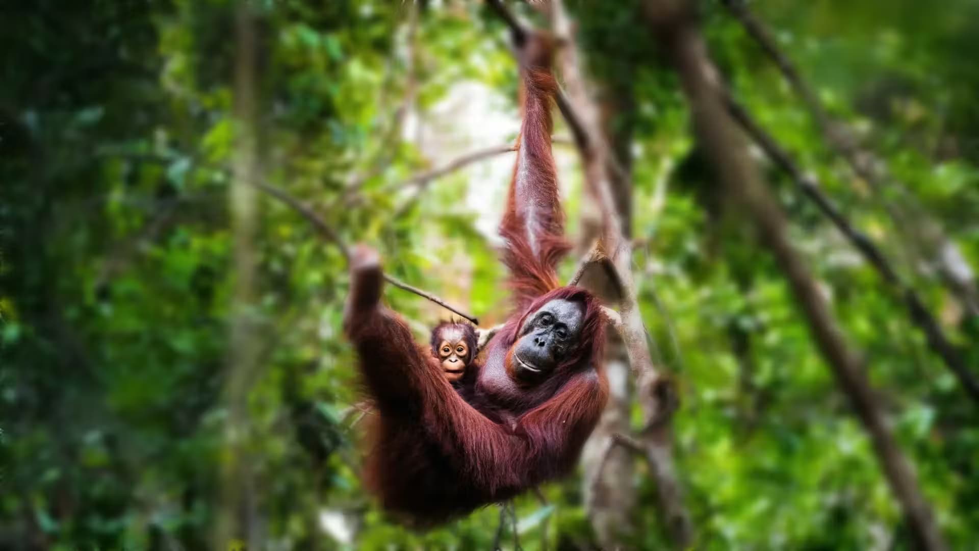 Wildlife Jungle Trip